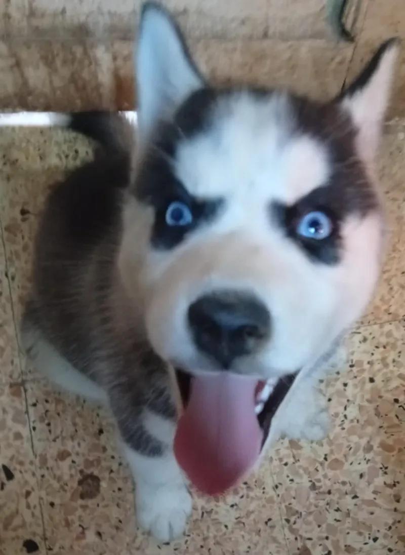 جرو هاسكي للبيع في شبرا الخيمة, القليوبية - 3,500 EGP