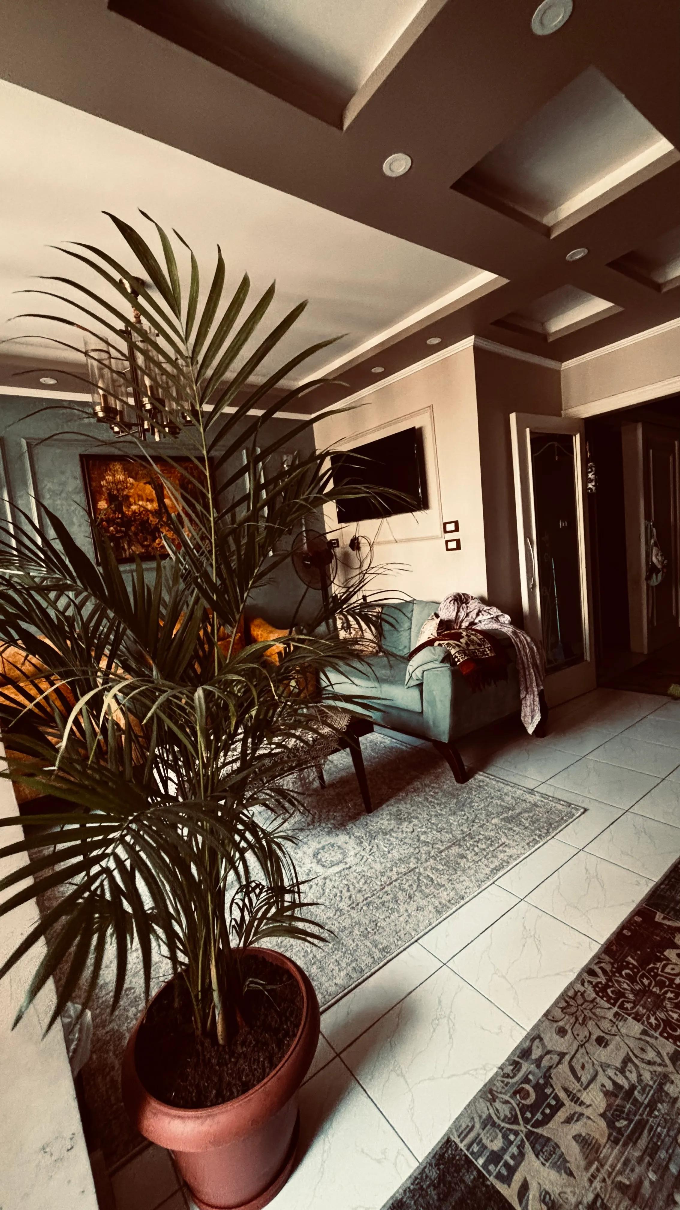 شقه في سموحه