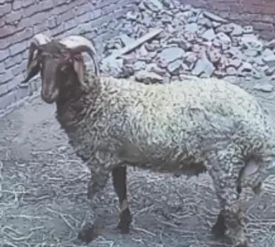 خرفان برقي محير للبيع في العامرية, الإسكندرية - 250 EGP