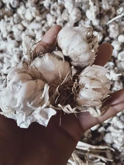 يوجد توم ابيض فاخر للتواصل***9 في مركز جهينة, سوهاج - 20,000 EGP