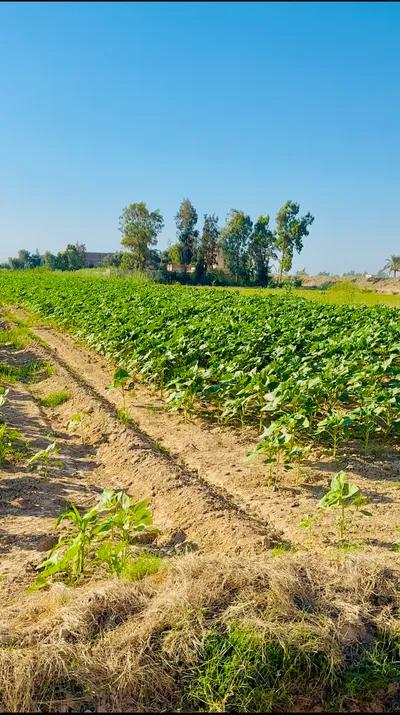 2 فدان زراعي بموقع متميز في العامرية, الإسكندرية - 1,800,000 جنيه