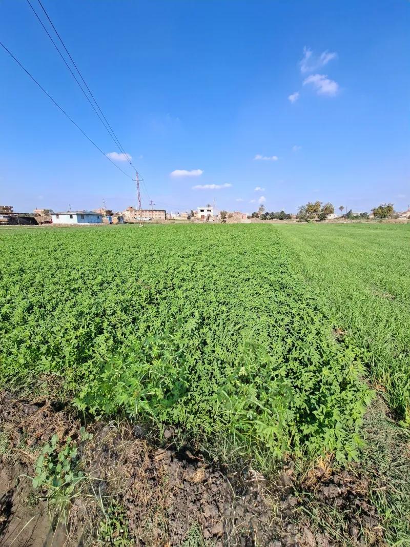 بسعر مميز 10قراريط بجانب المباني اقل من100م بفاقوس الشرقيه