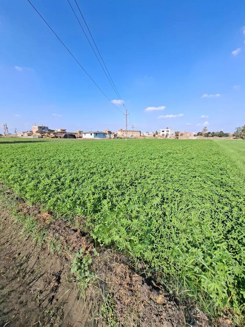 ارض زراعيه