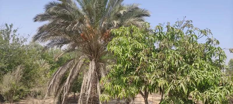 أرض سكنية للبيع في مناطق أخرى