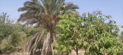 الريف الاوروبي في مناطق أخرى, الشيخ زايد, الجيزة - 5 جنيه