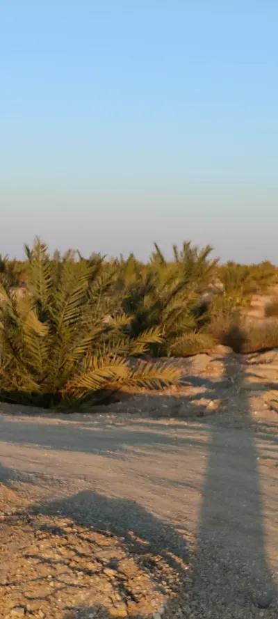 مزرعه ١٢٥ فدان الوادي الجديد الفرافرة