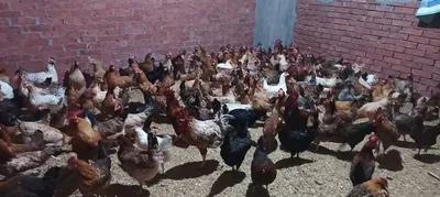 فراح بلدي بياضه وللدبح للبيع في إسكندرية في مناطق اخرى في الإسكندرية, الإسكندرية - 180 EGP