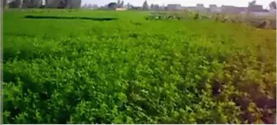 ارض زراعيه ٢٣ فدان ري بالراحه في أبو المطامير, البحيرة - 62,000,000 جنيه