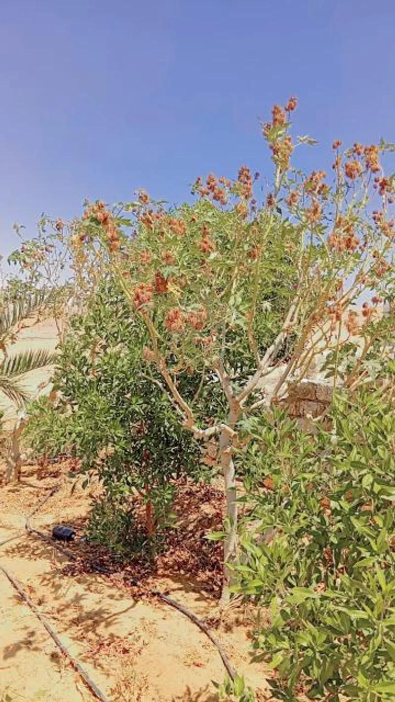 أرض زراعية على طريق الواحات