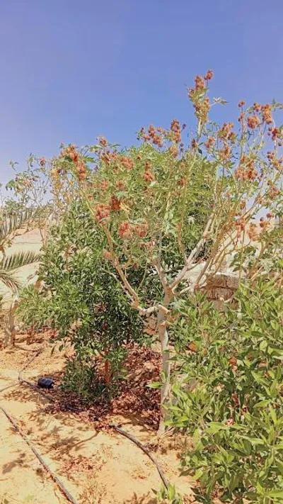 أرض زراعية على طريق الواحات في جنوب الاحياء, طريق الواحات, 6 أكتوبر, الجيزة - 9,000,000 جنيه