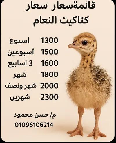 مشروع كتاكيت نعام في مدينة العبور, القاهرة - 1,300 EGP