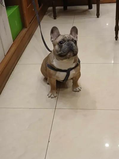 كلب فرنش بالدوج حجم ميني منتج للبيع في سيدي بشر, الإسكندرية - 12,000 EGP