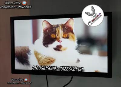 شاشات كمبيوتر للبيع 24 بوصة LED FHD IPS بالكرتونة و الضمان في النزهة الجديدة, القاهرة - 1,950 EGP