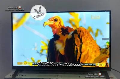 شاشة تلفزيون 32 بوصة Syinix رسيفر داخلي فريمليس ICast في المعادي, القاهرة - 4,700 EGP