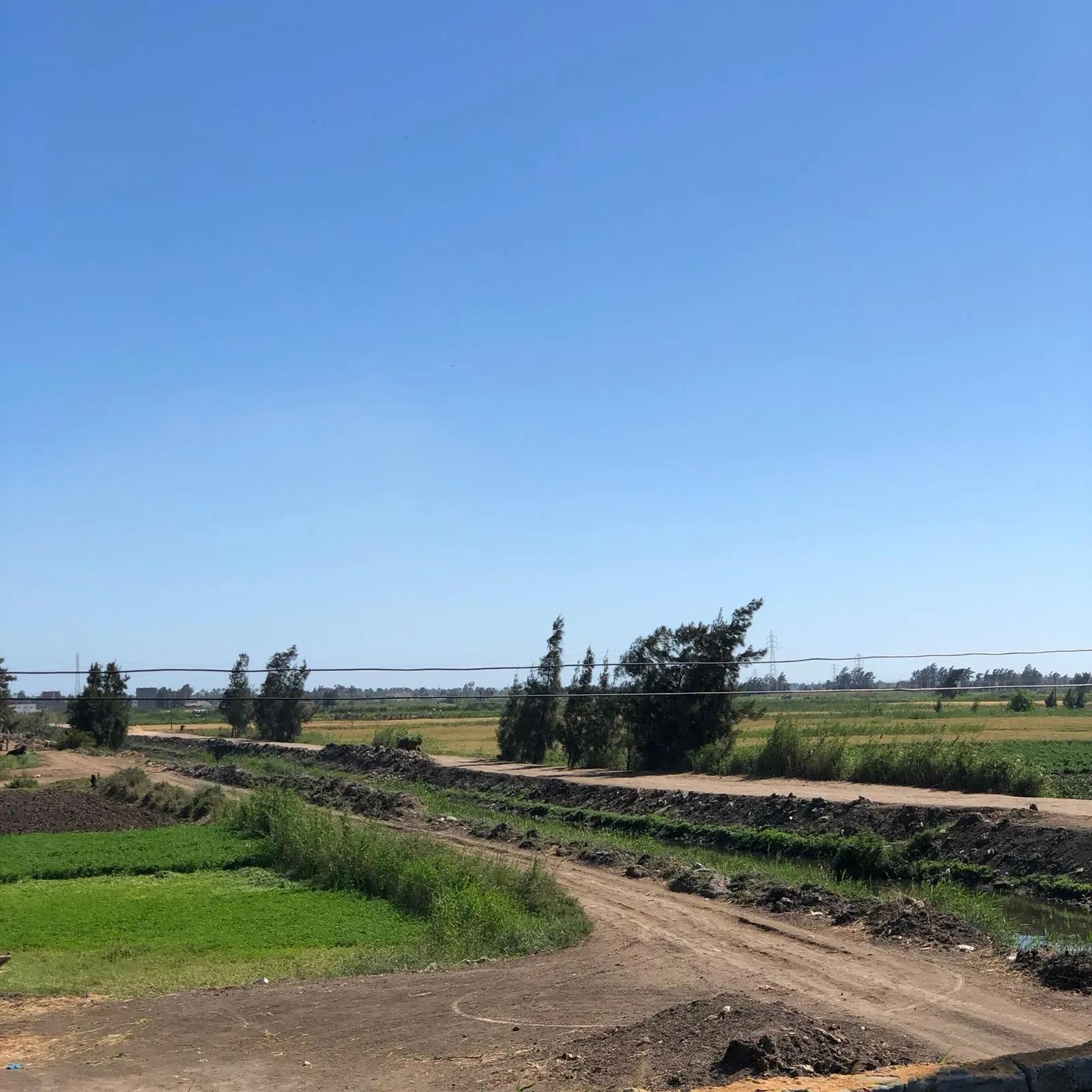 مزرعة ٩ فدان في بلطيم تابعة كفر الشيخ علي طريق بلطيم الحامول