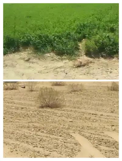 تم نزول السعر لسرعه البيع في الفرافرة, الوادي الجديد - 80,000 جنيه