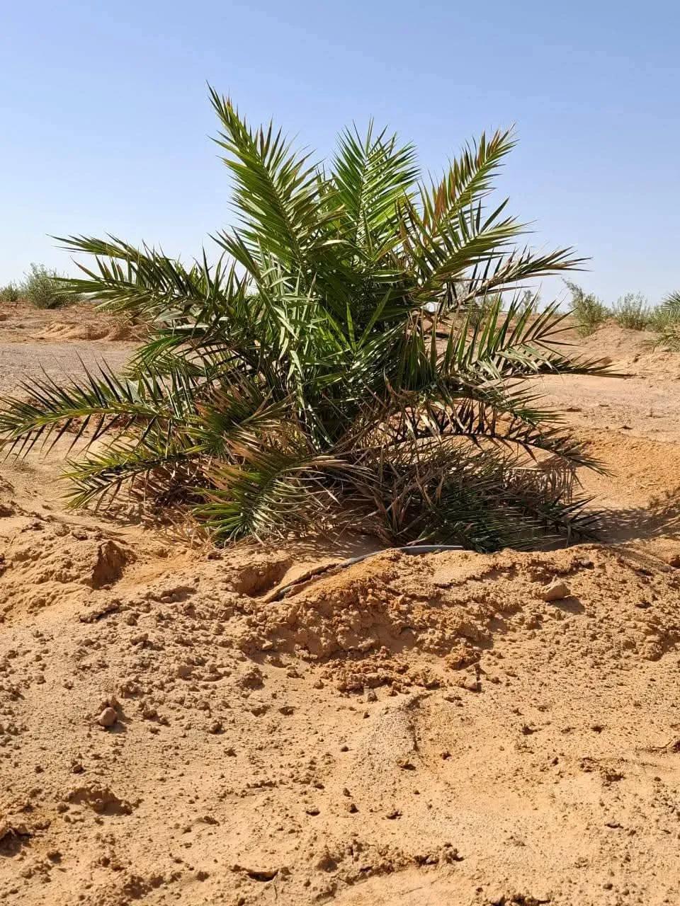 ارض زراعية فى سيوة تمليك نهائي تسجيل شهر عقاري