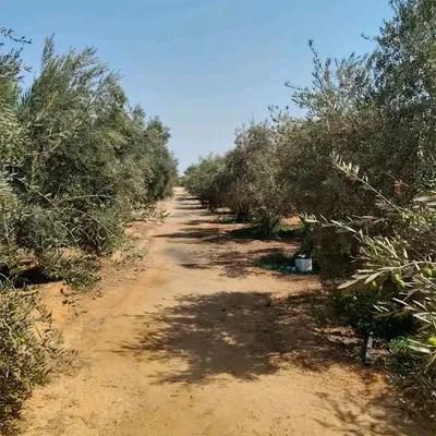 مزرعه للبيع في مدينة الإسماعيلية, الإسماعيلية - 7,500,000 جنيه