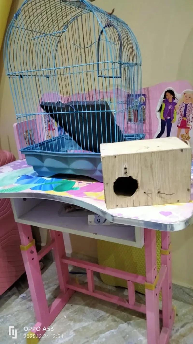 قفص عصافير كبير بالعش جرار شنطة مكتب بناتي في شبرا, القاهرة - 800 EGP