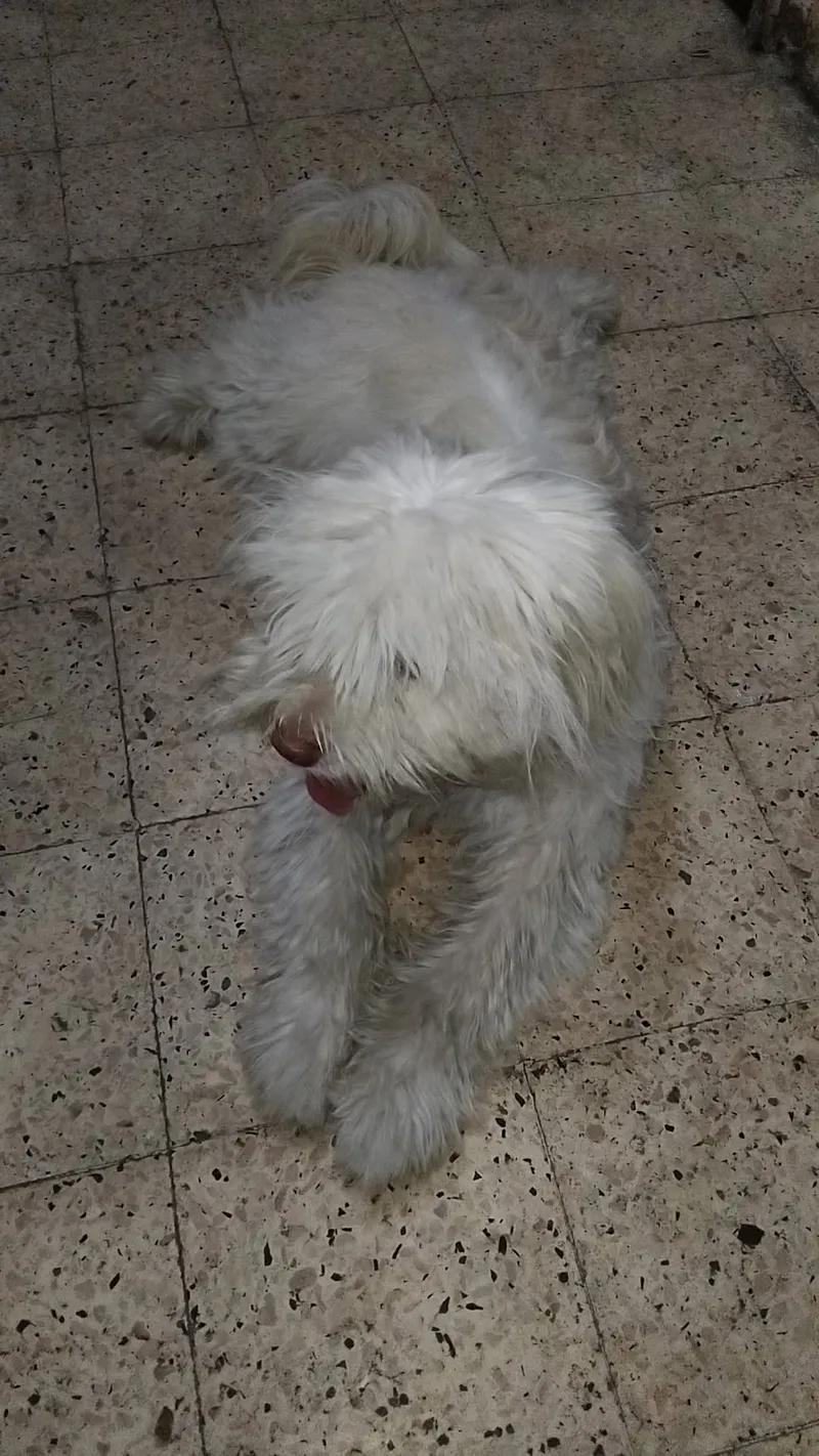 دكر لولو ابيض للبيع في جسر السويس, القاهرة - 500 EGP