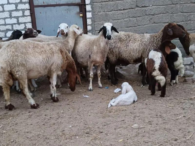 خروفين لحم سوبر بلدي في أطسا, الفيوم - 205 EGP