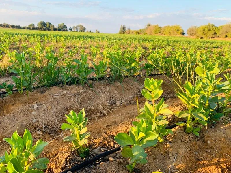 مزرعه على طريق مصر اسكندريه الصحراوي