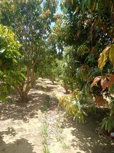 مزرعه نموذجية كامله المنشأت والمعدات 10فدان في حي الجناين, السويس - 11,000,000 جنيه