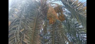 قطعه ارض للبيع في الخارجة, الوادي الجديد - 1,600,000 جنيه