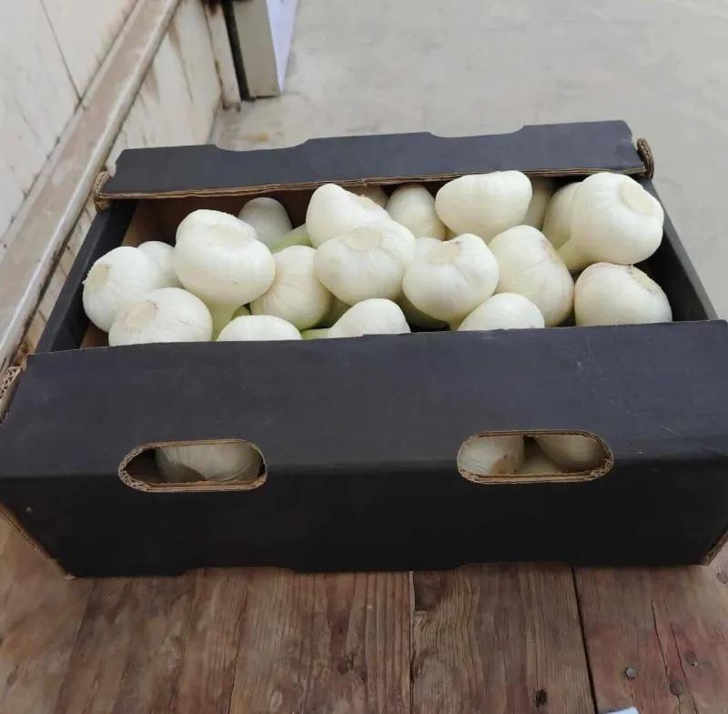 Fresh Egyptian Garlic في مغاغة, المنيا - 80 EGP